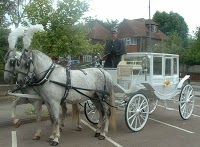 Asian Wedding Horses UK 1075999 Image 4